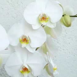 Orquidea Phalaenopsis en maceta de Cerámica