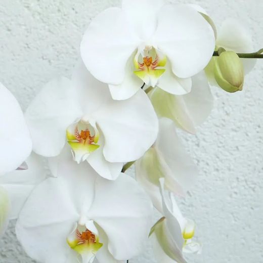 Orquidea Phalaenopsis en maceta de Cerámica