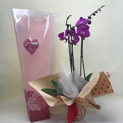 Orquidea Phalaenopsis Sant Valentí