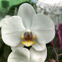 Orquidea Phalaenopsis Sant Valentí