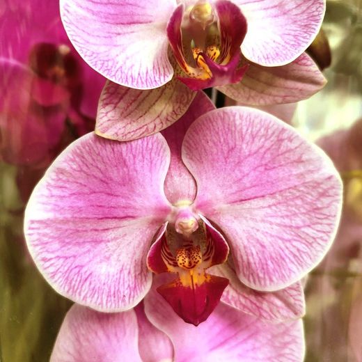 Orquidea Phalaenopsis Sant Valentí