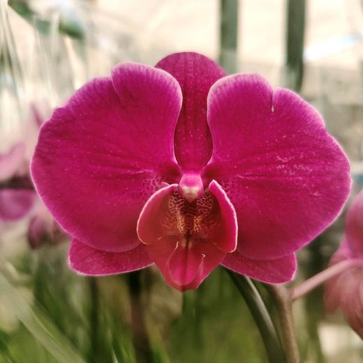 Orquidea Phalaenopsis Sant Valentí