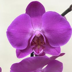 Orquidea Phalaenopsis Sant Valentí