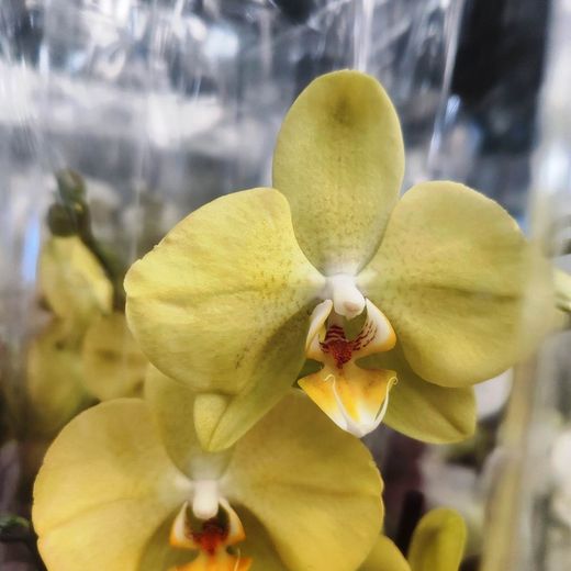 Orquidea Phalaenopsis Sant Valentí