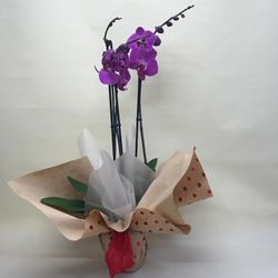 Orquidea Phalaenopsis Sant Valentí