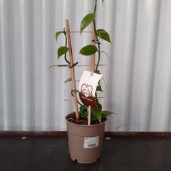 Orquidea Vainilla