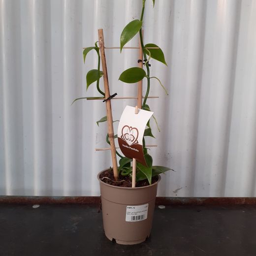Orquidea Vainilla