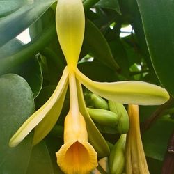 Orquidea Vainilla