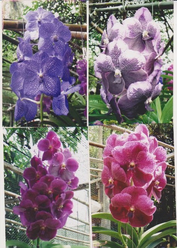 Orquidea Vanda — Floresfrescasonline