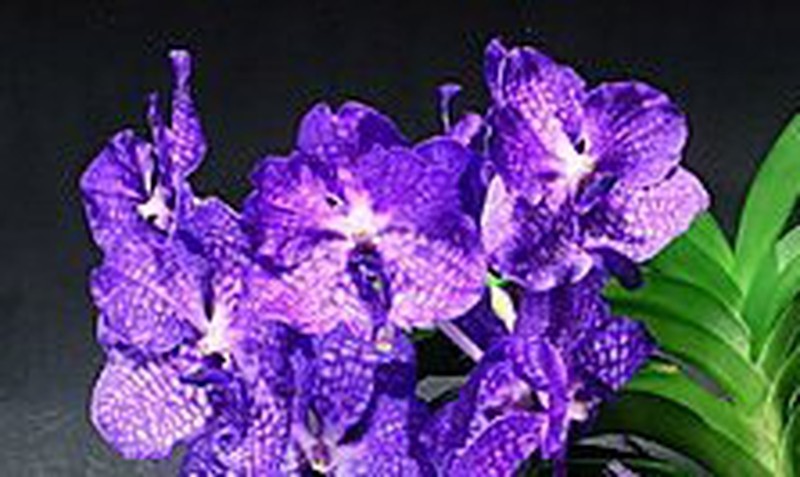 Orquídea Vanda — Flores Frescas Online