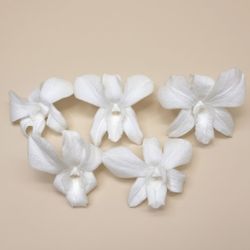 Orquideas Dendrobium Preservadas 5 uds.