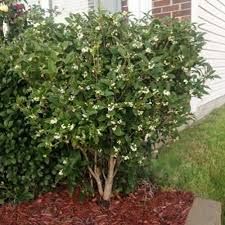 Osmanthus Fragans
