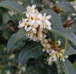 Osmanthus Fragans