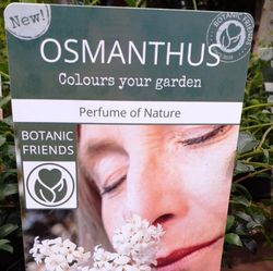 Osmanthus Fragans