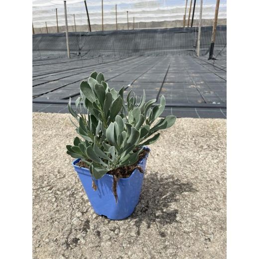 Othonnopsis cheirifolia  Hertia cheirifolia