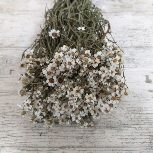 Oxodia Daysi Seca