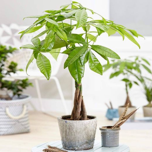 Pachira Aquatica