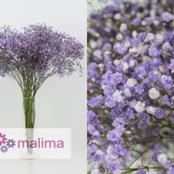 Pack 4 Arranjos naturais para automóveis