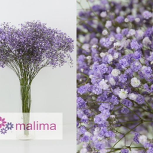 Pack 4 Arranjos naturais para automóveis