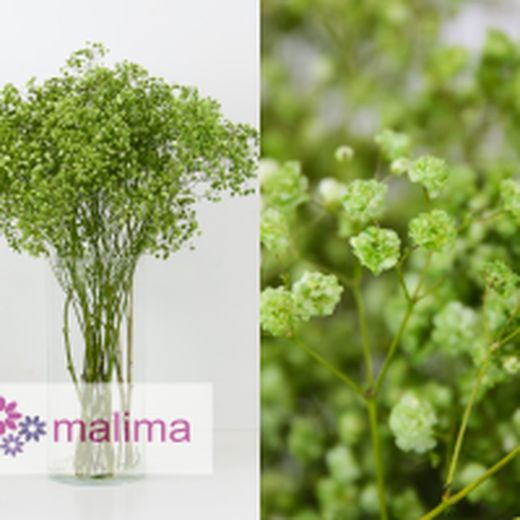 Pack 4 Arranjos naturais para automóveis