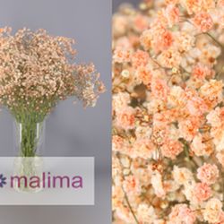 Pack 4 Arranjos naturais para automóveis