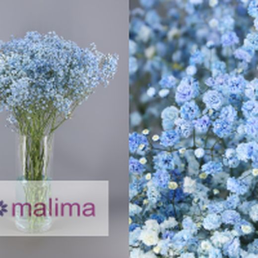 Pack 4 Arranjos naturais para automóveis