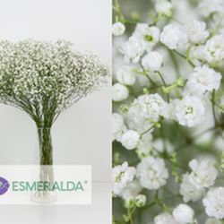 Pack 4 Arranjos naturais para automóveis