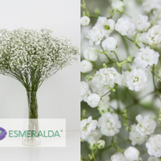 Pack 4 Arranjos naturais para automóveis