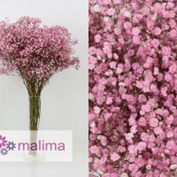 Pack 4 Arranjos naturais para automóveis