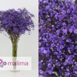 Pack 4 Arranjos naturais para automóveis