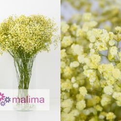 Pack 4 Arranjos naturais para automóveis