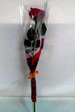 Pack 5 Rosas Sant Jordi