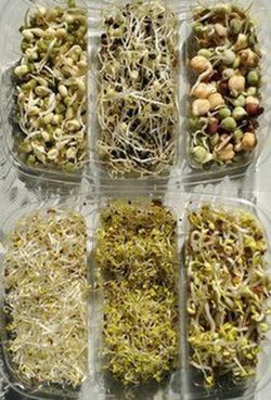 Pack de 6 sachets de graines germées bio