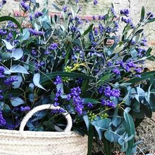 Pack D.I.Y. Cesta Mediterranea Lila