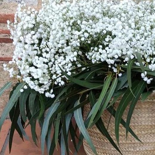 Pack D.I.Y. Cesta Pureza Blanca