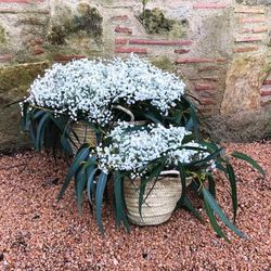 Pack D.I.Y. Cestas Pureza Blanca