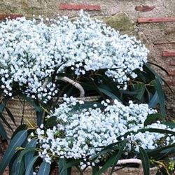 Pack D.I.Y. Cestas Pureza Blanca