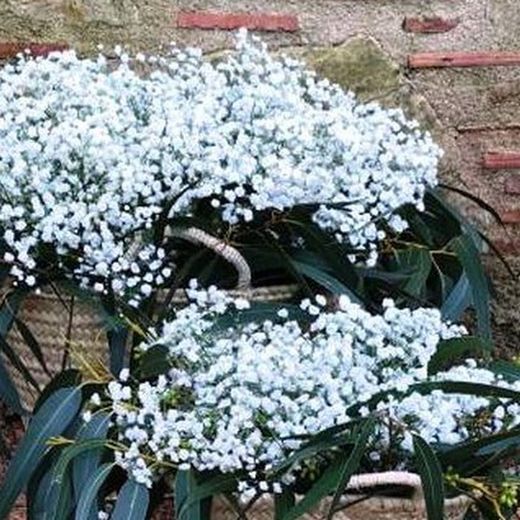 Pack D.I.Y. Cestas Pureza Blanca