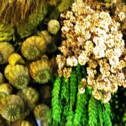 Pack Flors Seques Verd