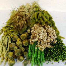 Pack Flors Seques Verd