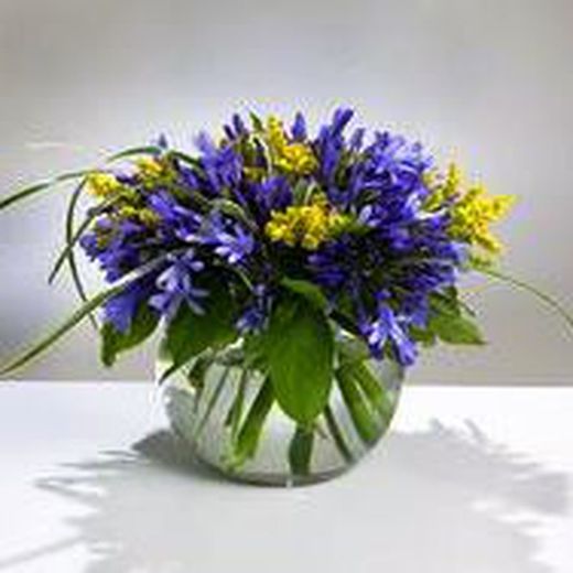 Pack Flores Verbena 2