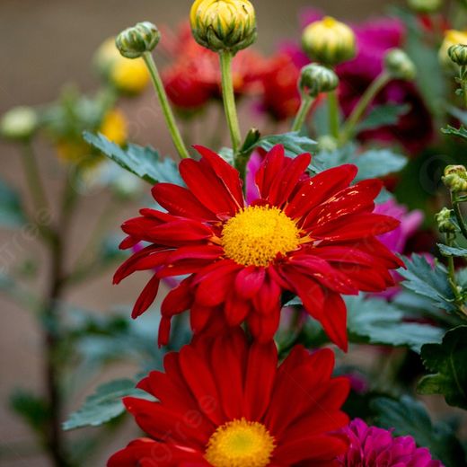Margarida Indica