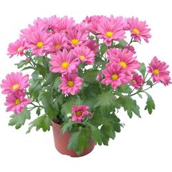 Margarida Indica