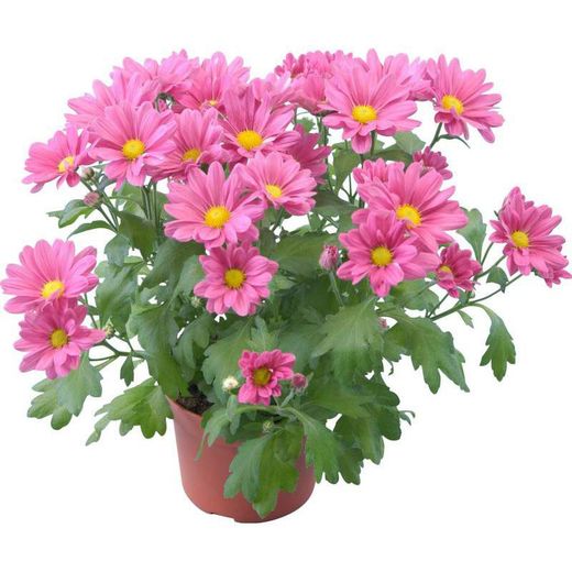 Margarida Indica