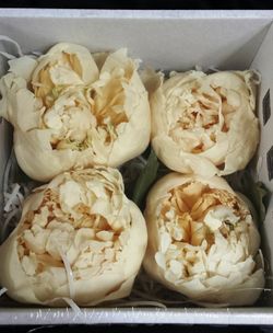 Paeonias Preservadas Grandes Caja 4 uds.