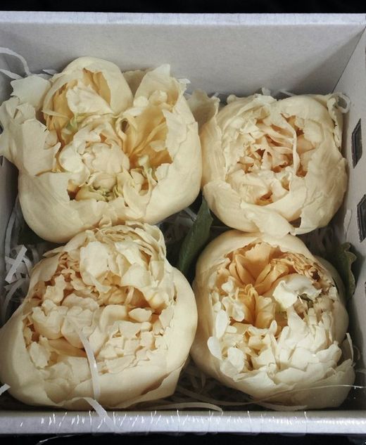 Paeonias Preservadas Grandes Caja 4 uds.