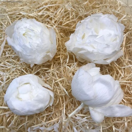 Paeonias Preservadas Grandes Caja 4 uds.