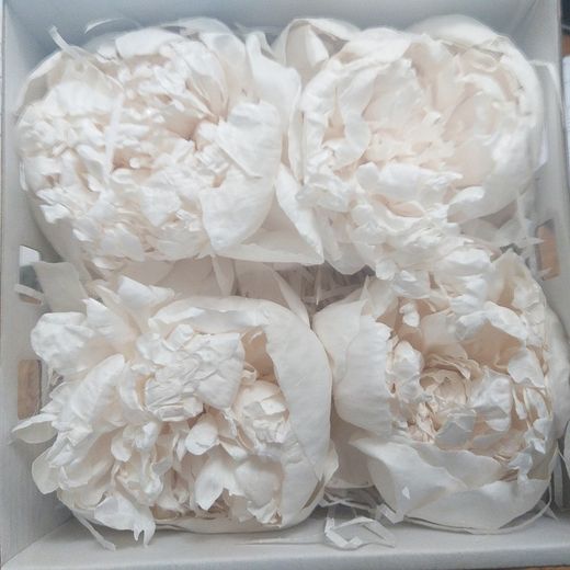 Paeonias Preservadas Grandes Caja 4 uds.
