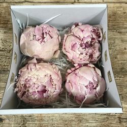Paeonias Preservadas Grandes Caja 4 uds.