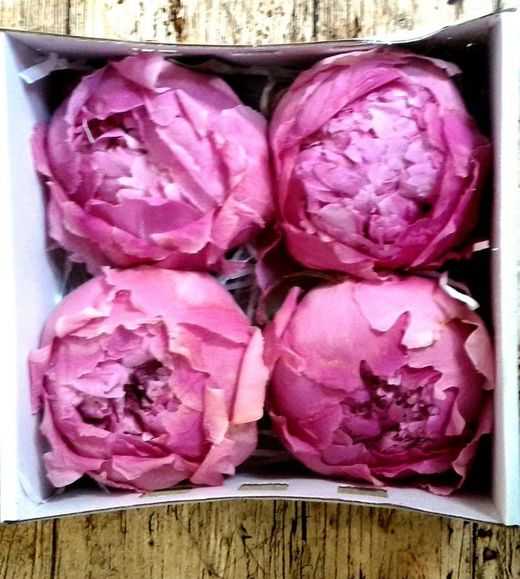 Grandes Pivoines Conservées Boîte de 4 unités.